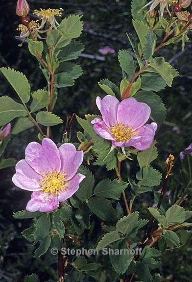 rosa woodsii ssp gratissima 1 graphic